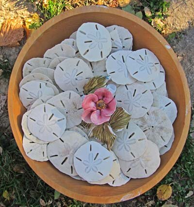 Sand Dollars for Mosaics